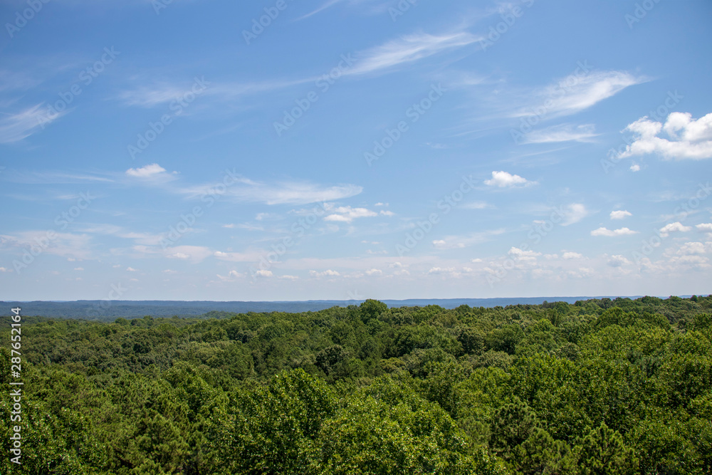 View of the Forest from a Fire Tower