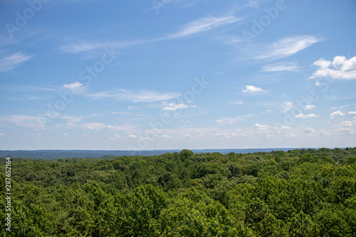 View of the Forest from a Fire Tower