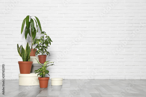 Different indoor plants at white brick wall, space for text. Trendy home interior decor
