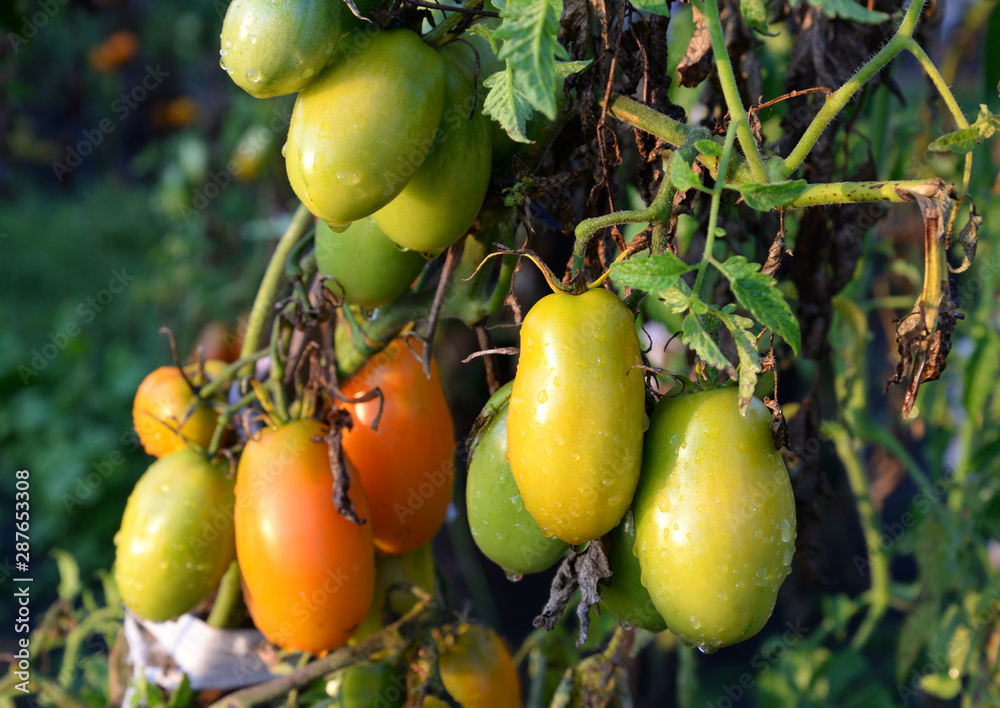 Tomatoes grow on a tomato bush.
