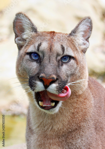 Cougar   puma licking