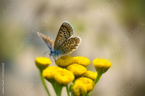 Butterfly drinks nectar from a flower.