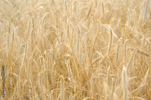 Wheat field. Ears of golden wheat close-up. Beautiful nature . Rural landscape under the shining sunlight. Background of ripening wheat field ears. The concept of a rich harvest.