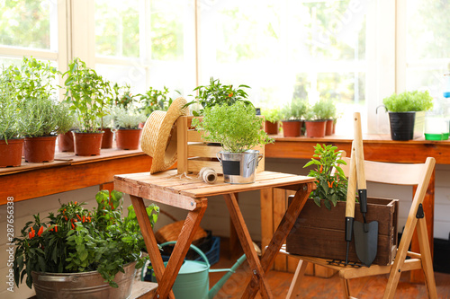 Seedlings with gardening tools on wooden table and chair in shop