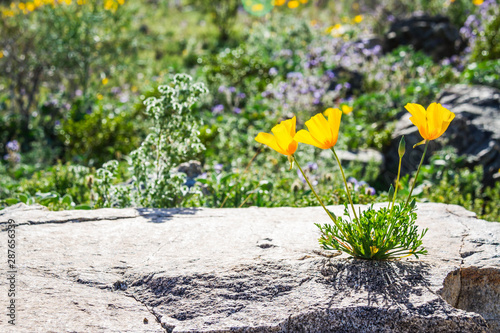 Three California Poppies growing out of a rock in full daytime sunlight.