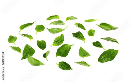 Basil leaves isolated on white. Layer for pizza