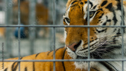 lonely sad tiger no freedom in the cage