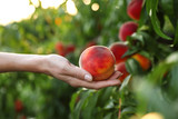 Woman holding fresh ripe peach in garden, closeup view