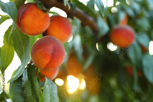 Fresh ripe peaches on tree in garden