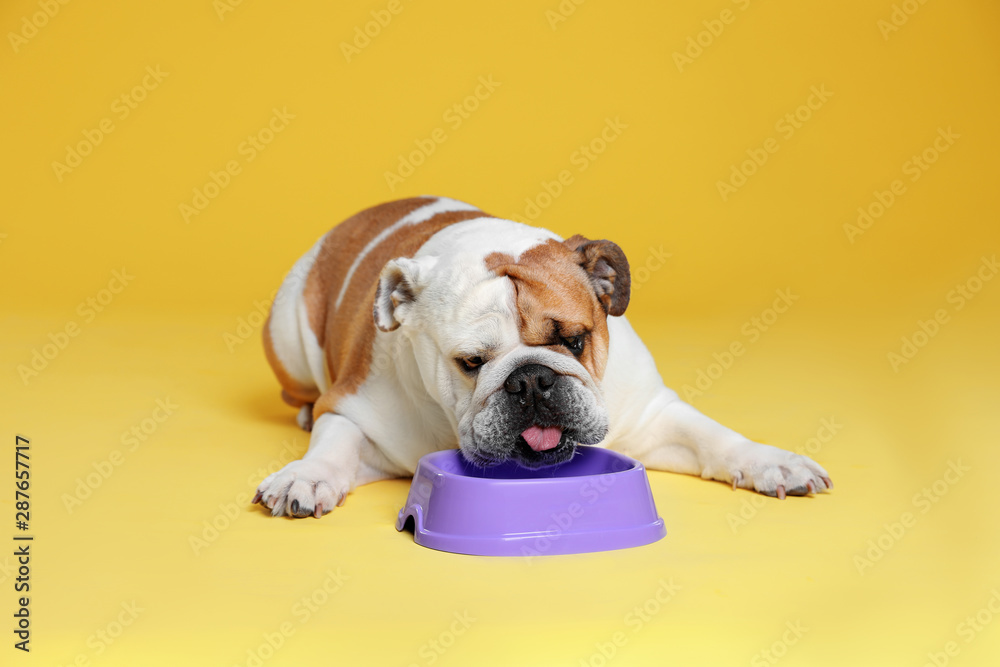 Adorable funny English bulldog with feeding bowl on yellow background - obrazy, fototapety, plakaty 