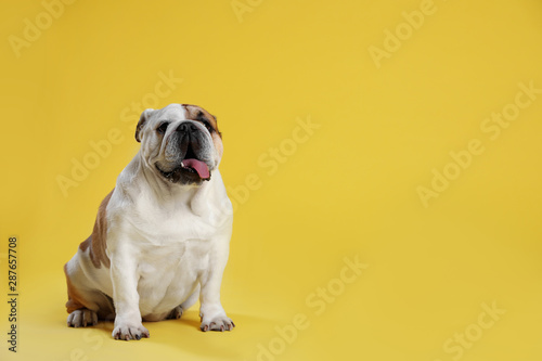 Adorable funny English bulldog on yellow background, space for text © New Africa