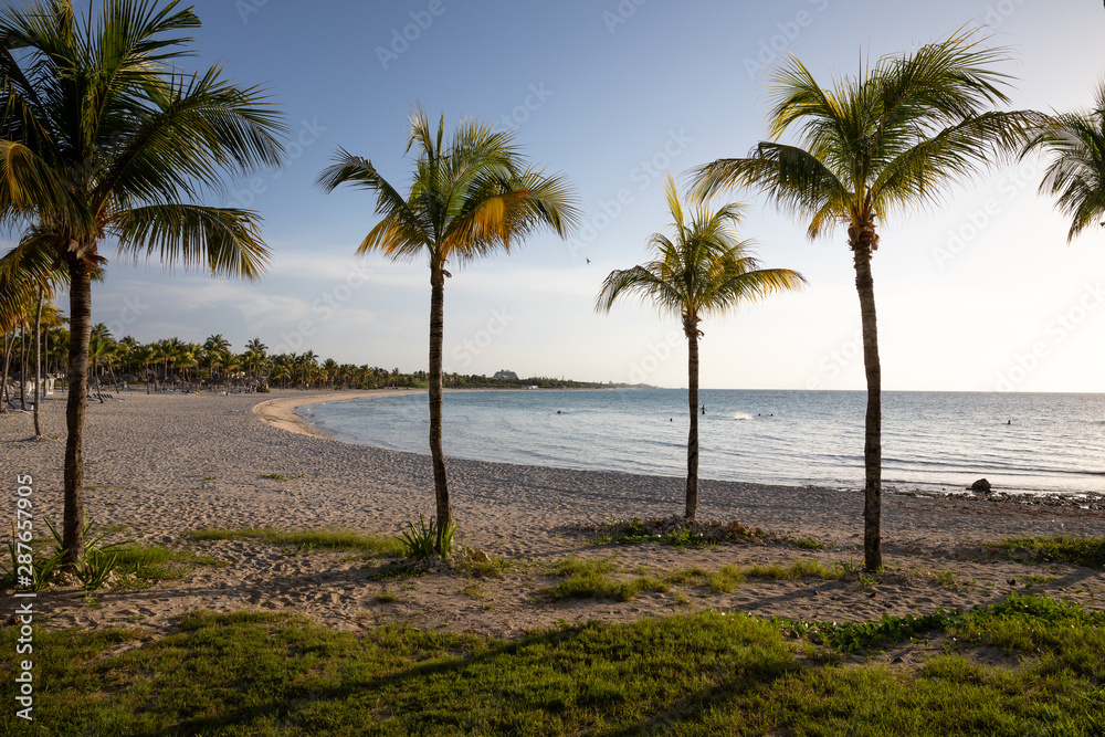 Palm on the sunset beach