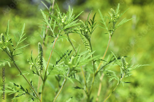 Blooming ragweed plant  Ambrosia genus  outdoors  closeup. Seasonal allergy