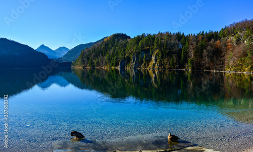 Fototapeta Naklejka Na Ścianę i Meble -  Mountain landscape in Bavarian Alps, Germany. Ducks on Alpsee lake 