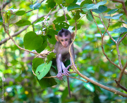 Baby Monkey in a Tree in Bali Indonesia © Daniel
