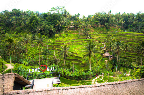 Rice Terraces in Bali Indonesia