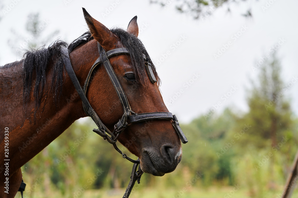 Chestnut horse with saddle standing under the rain on field Chestnut horse with saddle standing under the rain on field