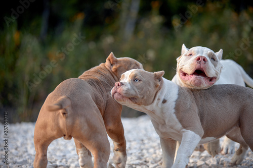 Canvas Print Happy healthy dogs enjoying a run and playing in the park