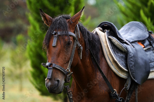 Fototapeta Naklejka Na Ścianę i Meble -  Chestnut horse with saddle standing under the rain on field