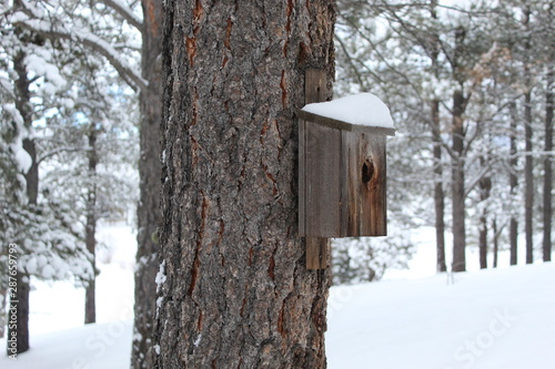 birdhouse in snow