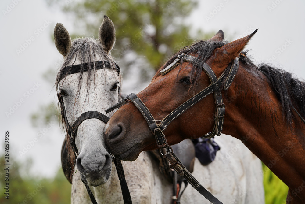 Couple of horse portrait on green field, close-up. Couple of horse portrait on green field, close-up.