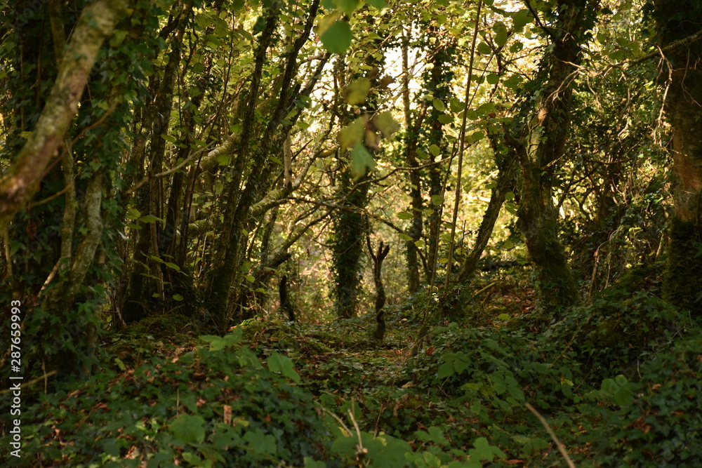 path in the forest path in the forest