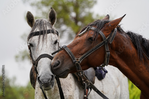 Couple of horse portrait on green field, close-up.