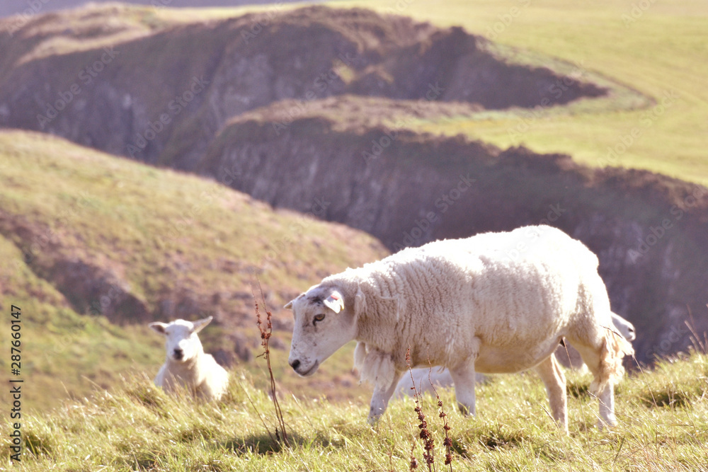 Obraz premium sheep on pasture