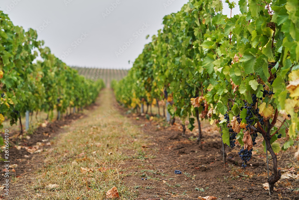 Vineyard with ripe grapes. Beautiful grape yard with bunch of grapes