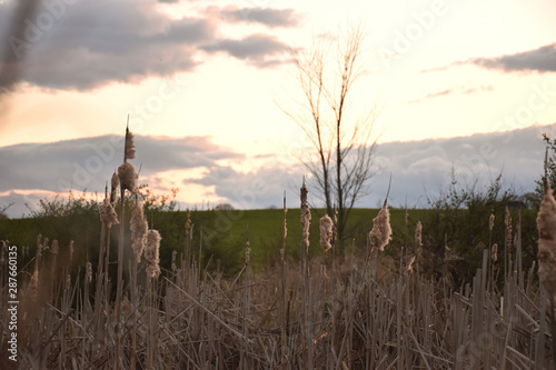 Cattails in the Marsh