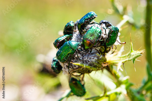 Group of beetles of Cetonia aurata in Montenegro photo