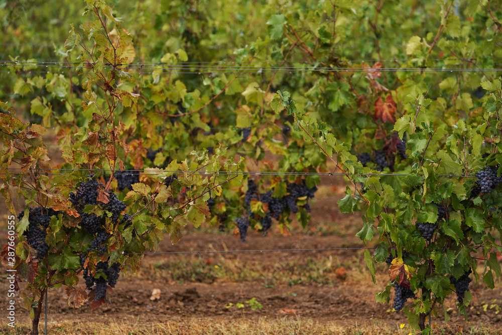 Vineyard with ripe grapes. Beautiful grape yard with bunch of grapes Vineyard with ripe grapes. Beautiful grape yard with bunch of grapes