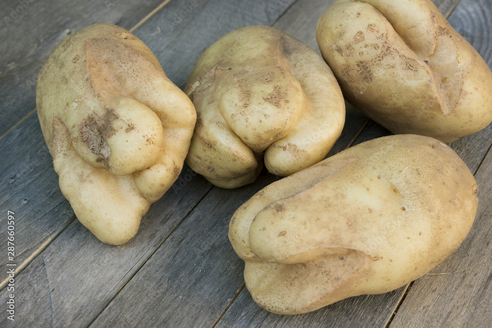 Potatoes on the table, grown very large but ugly Potatoes on the table, grown very large but ugly