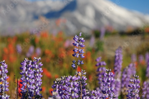 Wild Flowers at Mount St. Helens