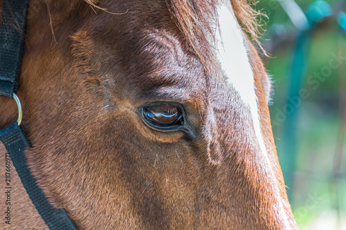 Horse head up close in profile