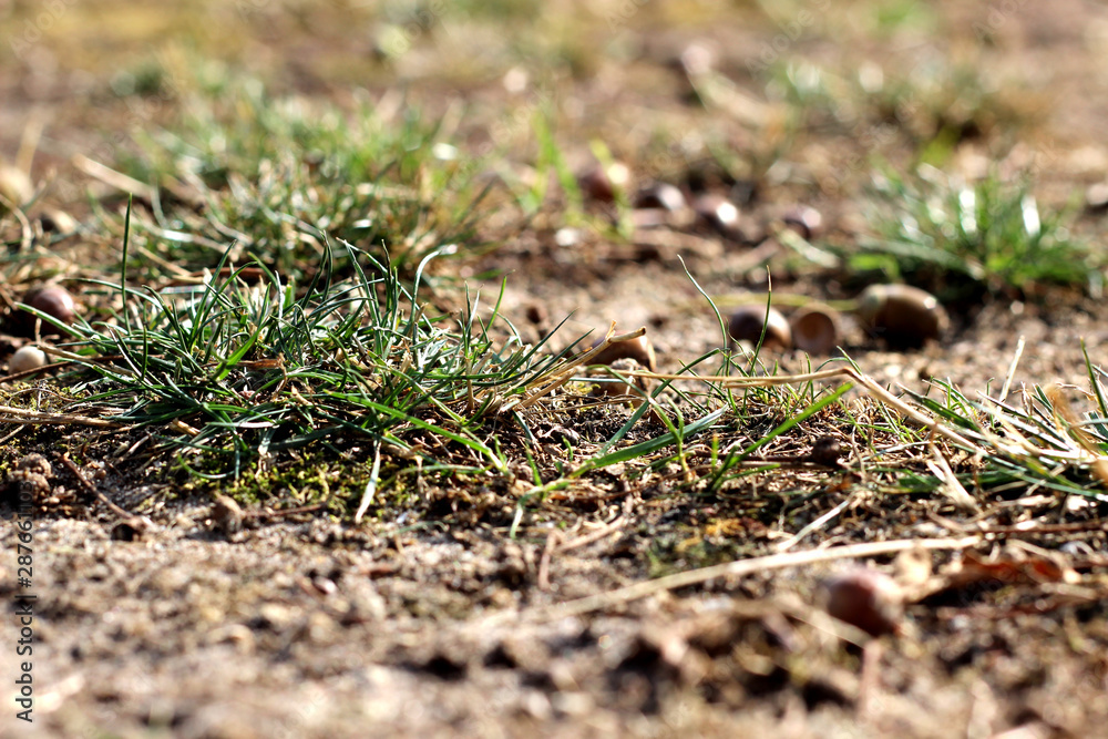 grass in the ground grass in the ground