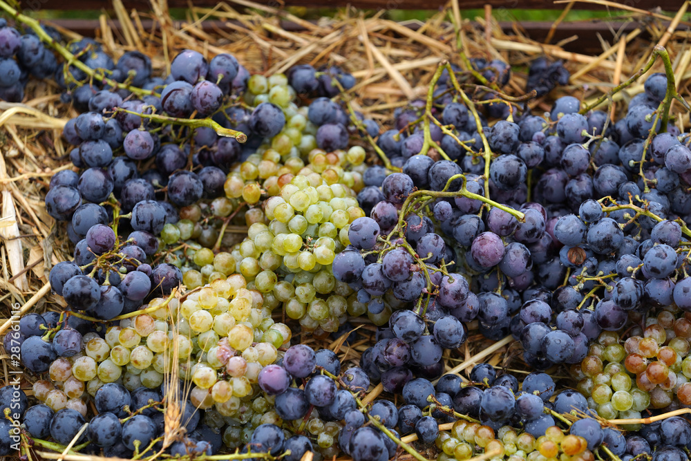 Grape harvest theme, close-up. Winery, wine making