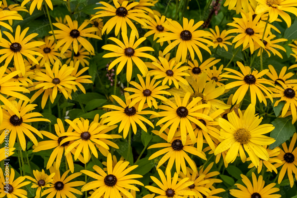 Sonnenhut (Rudbeckia) Sonnenhut (Rudbeckia)