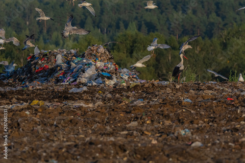 A lot of seagull pillet dump looks for and fights for human discarded food photo