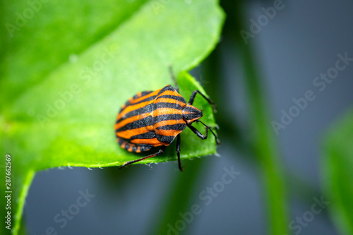 Milkweed Bug