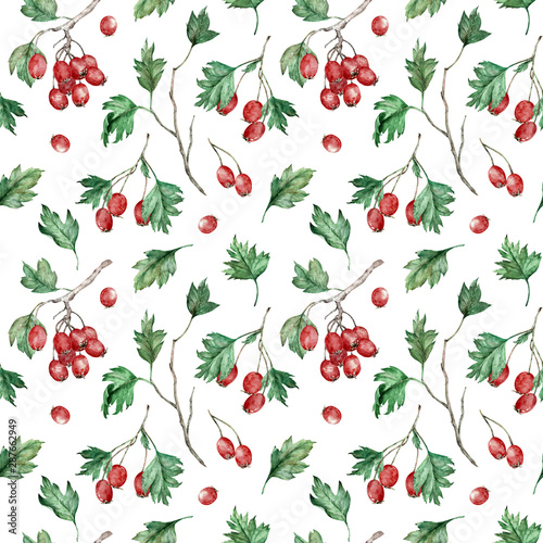 Watercolor seamless pattern of hawberry shrub. Autumn forest concept. Hawthorn background.