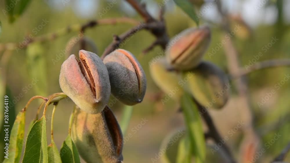 Almond tree with ripening fruit in autumn at sunset. Almonds growing on ...