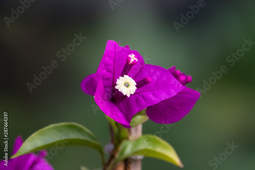 Bougainvillea Flower in Bloom in Summer