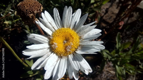 Some flowers are often used for rituals and therapy