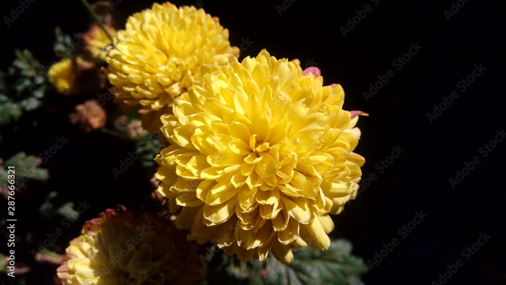 Some flowers are often used for rituals and therapy Some flowers are often used for rituals and therapy