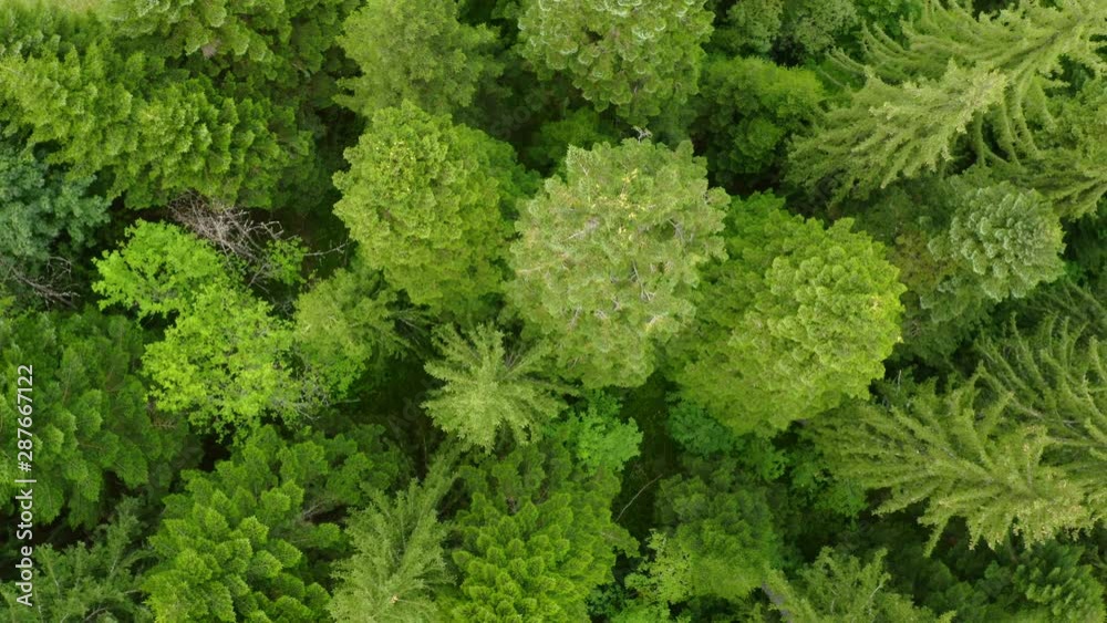 Aerial Drone View of green mountain forest in summer, 4k Aerial Drone View of green mountain forest in summer, 4k