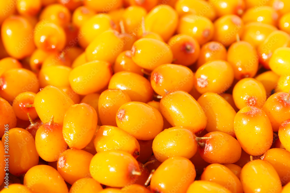 Fresh ripe sea buckthorn berries. Close-up. Background. Texture. Fresh ripe sea buckthorn berries. Close-up. Background. Texture.