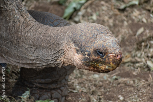 Charles Darwin Research Station Tortoises