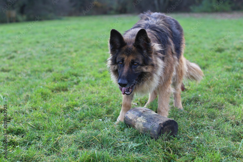 German shepherd in action with log German shepherd in action with log
