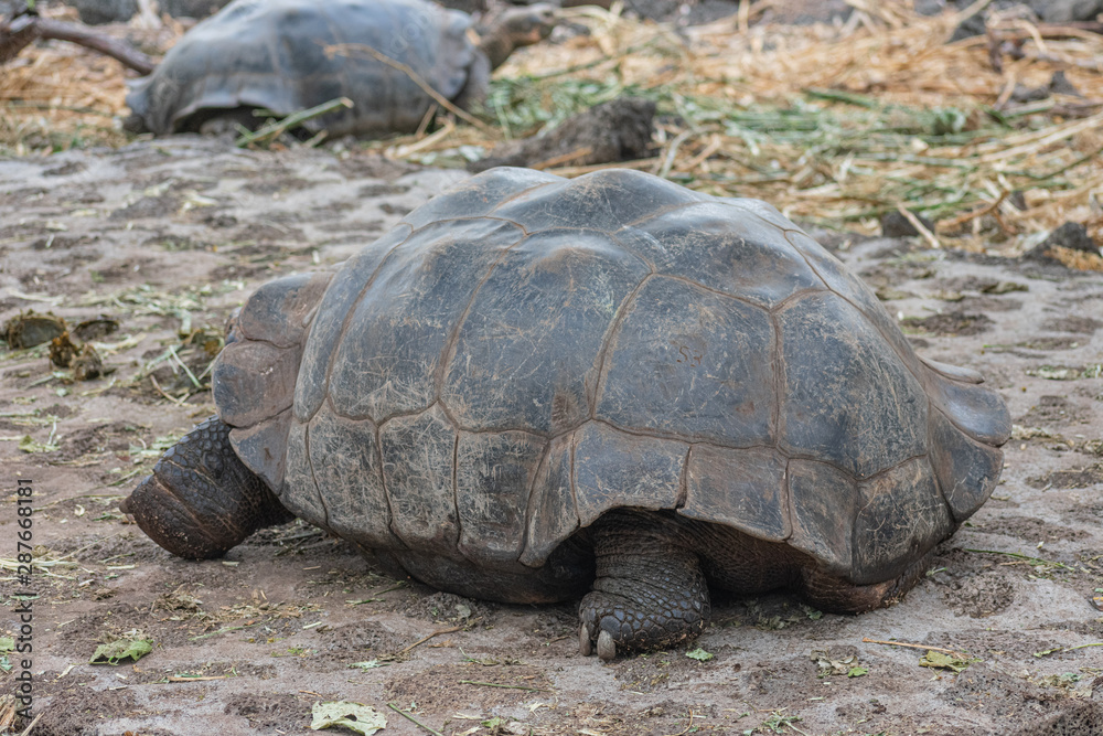 Charles Darwin Research Station Tortoises Charles Darwin Research Station Tortoises